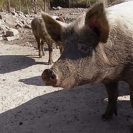 Mandrioli Séjour à la ferme