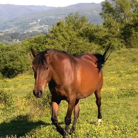 Mandrioli *
