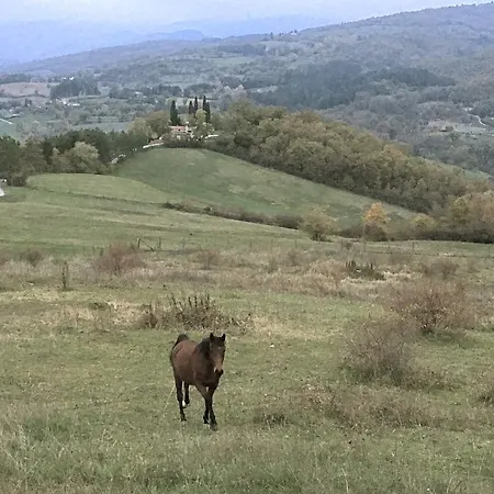 Mandrioli Agroturismo Pratovecchio
